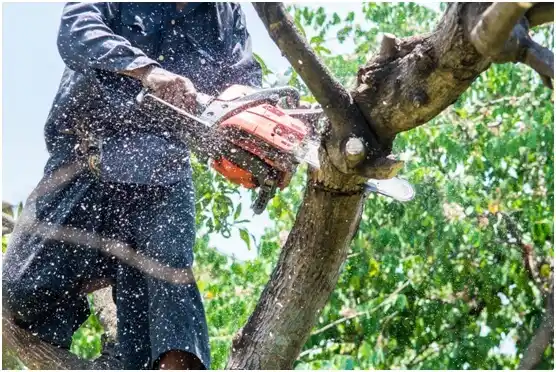tree services Gate City
